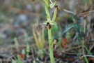 Ophrys bormuelleri